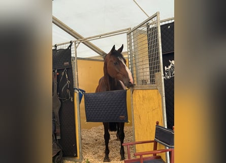 Holstein, Mare, 15 years, 15.2 hh, Brown