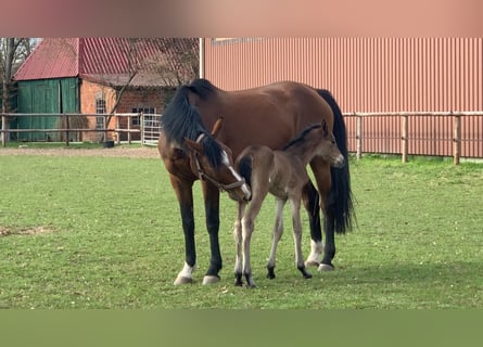 Holstein, Mare, 15 years, 16 hh, Brown