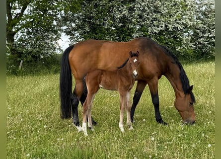 Holstein, Mare, 15 years, 16,2 hh, Brown