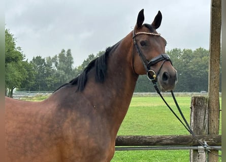 Holsteiner, Stute, 16 Jahre, 16 hh, Dunkelbrauner