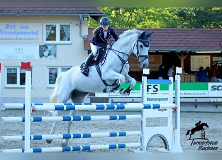 Holstein, Mare, 16 years, 16,2 hh, Grey
