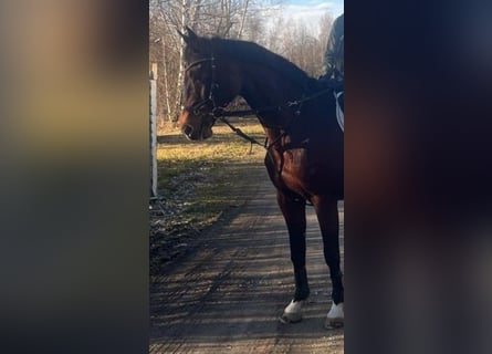 Holstein, Mare, 17 years, 16 hh, Brown