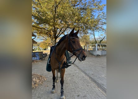 Holstein, Mare, 17 years, 16 hh, Brown