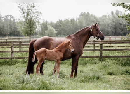 Holstein, Mare, 17 years, 16,2 hh, Chestnut