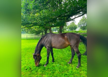 Holstein, Mare, 18 years, 16,3 hh, Brown