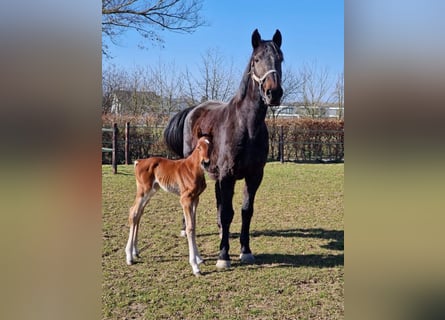 Holstein, Mare, 18 years, 16,2 hh, Brown