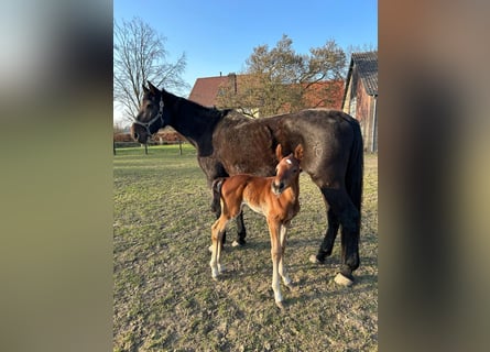 Holstein, Mare, 18 years, 16,2 hh, Brown