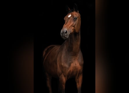 Holstein, Mare, 18 years, 17 hh, Brown