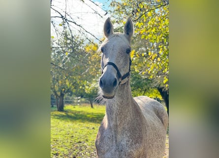 Holstein, Mare, 19 years, 16,2 hh, Gray-Fleabitten