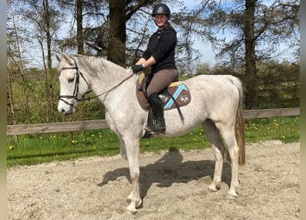 Holstein, Mare, 19 years, 16 hh, Gray