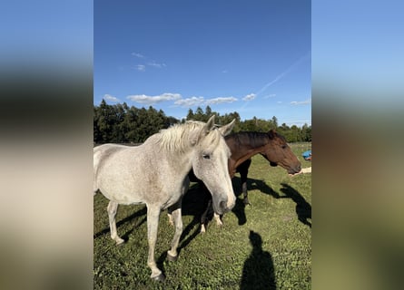 Holstein, Mare, 19 years, 16,2 hh, Grey