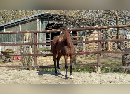 Holstein, Mare, 1 year, 16.2 hh, Brown