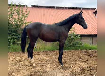 Holstein, Mare, 1 year, 17 hh, Can be white