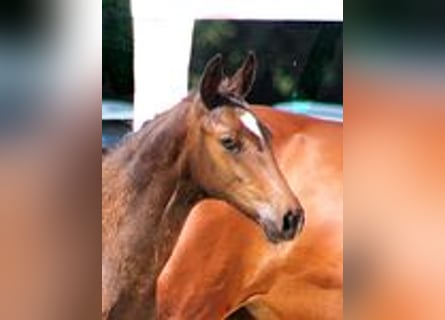 Holstein, Mare, 1 year, Brown