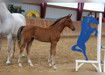 Holstein, Mare, 1 year, Brown-Light