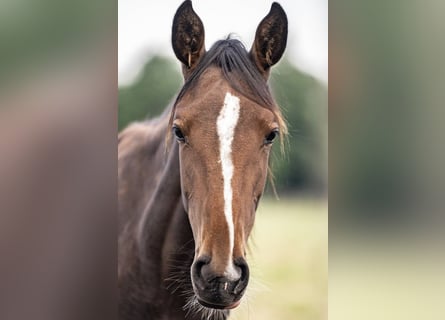 Holstein, Mare, 1 year, Brown