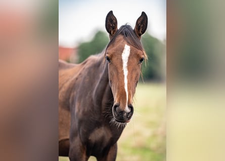 Holstein, Mare, 1 year, Brown