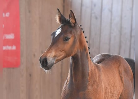 Holstein, Mare, 1 year, Brown