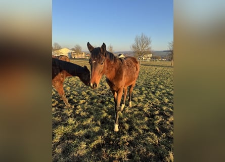 Holstein, Mare, 1 year, Brown