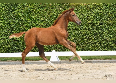 Holstein, Mare, 1 year, Chestnut-Red