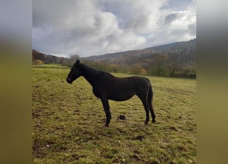 Holstein, Mare, 20 years, 16.1 hh, Bay-Dark