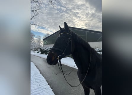 Holstein, Mare, 20 years, 16.1 hh, Bay-Dark