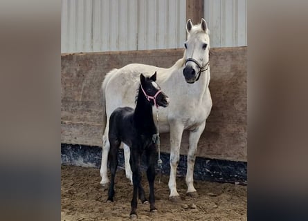 Holstein, Mare, 20 years, 16.1 hh, Gray-Dapple