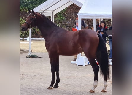 Holstein, Mare, 20 years, 16.2 hh, Bay-Dark