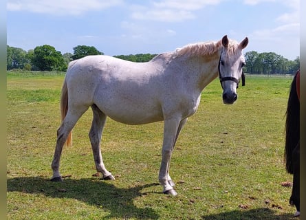Holstein, Mare, 20 years, 16.2 hh, Gray