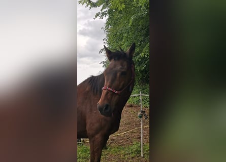 Holstein, Mare, 21 years, 17 hh, Brown