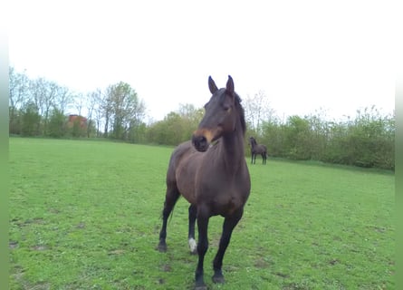 Holstein, Mare, 22 years, 16.2 hh, Bay-Dark