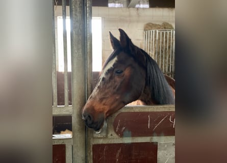 Holstein, Mare, 26 years, 16,1 hh, Bay-Dark