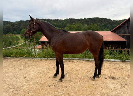 Holstein, Mare, 2 years, 15,2 hh, Bay-Dark