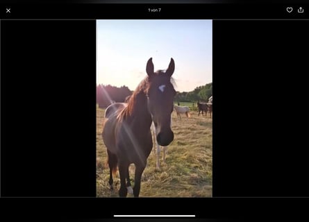 Holstein, Mare, 2 years, 16.2 hh, Bay-Dark