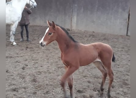 Holstein, Mare, 2 years, Brown