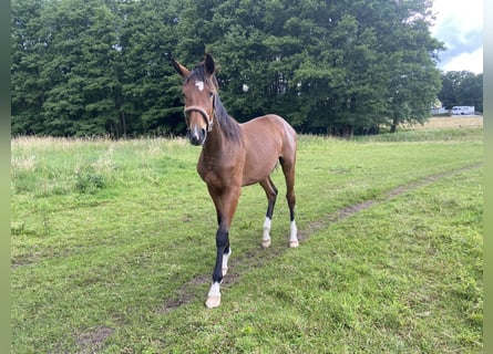 Holstein, Mare, 2 years