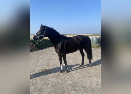 Holstein, Mare, 3 years, 15.2 hh, Smoky-Black