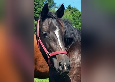 Holstein, Mare, 3 years, 15.3 hh, Bay-Dark