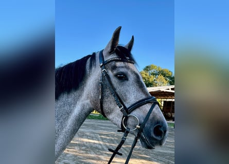 Holstein, Mare, 3 years, 15,2 hh, Grey