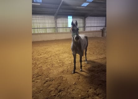 Holstein, Mare, 3 years, 15,3 hh, Grey