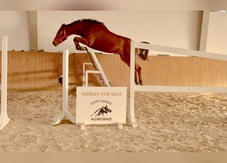 Holstein, Mare, 3 years, 16.1 hh, Brown