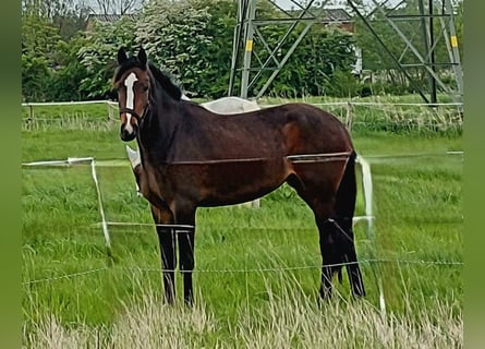 Holstein, Mare, 3 years, 16 hh, Bay-Dark