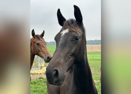 Holstein, Mare, 3 years, 16 hh, Black