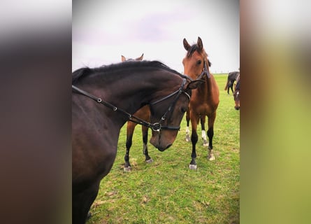 Holstein, Mare, 3 years, 16 hh, Smoky-Black