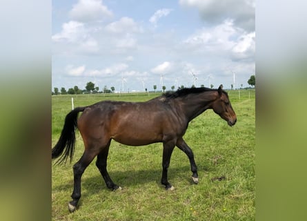 Holstein, Mare, 3 years, 16 hh, Smoky-Black