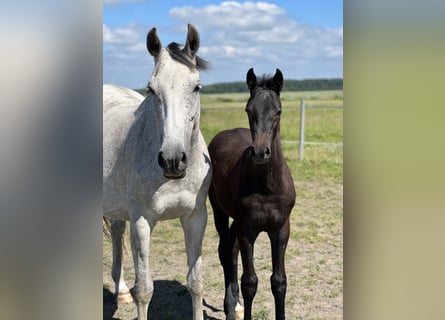Holstein, Mare, 3 years, 16,1 hh, Gray