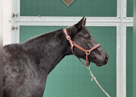 Holstein, Mare, 3 years, 16,2 hh, Black