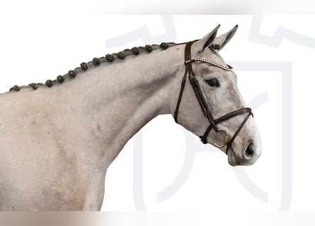 Holstein, Mare, 3 years, Grey