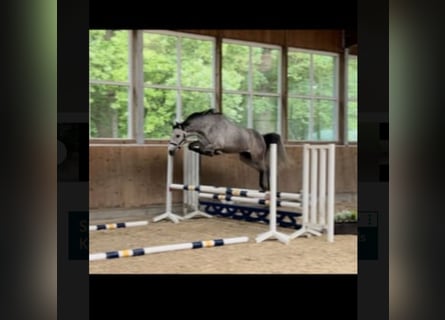 Holstein, Mare, 4 years, 15.1 hh, Grey Holstein, Mare, 4 years, 15.1 hh, Grey