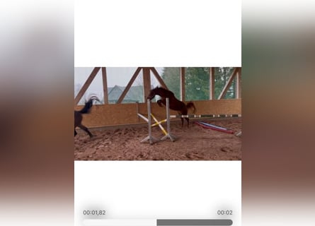 Holstein, Mare, 4 years, 15.2 hh, Chestnut-Red